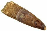 Fossil Spinosaurus Tooth - Real Dinosaur Tooth #268436-1